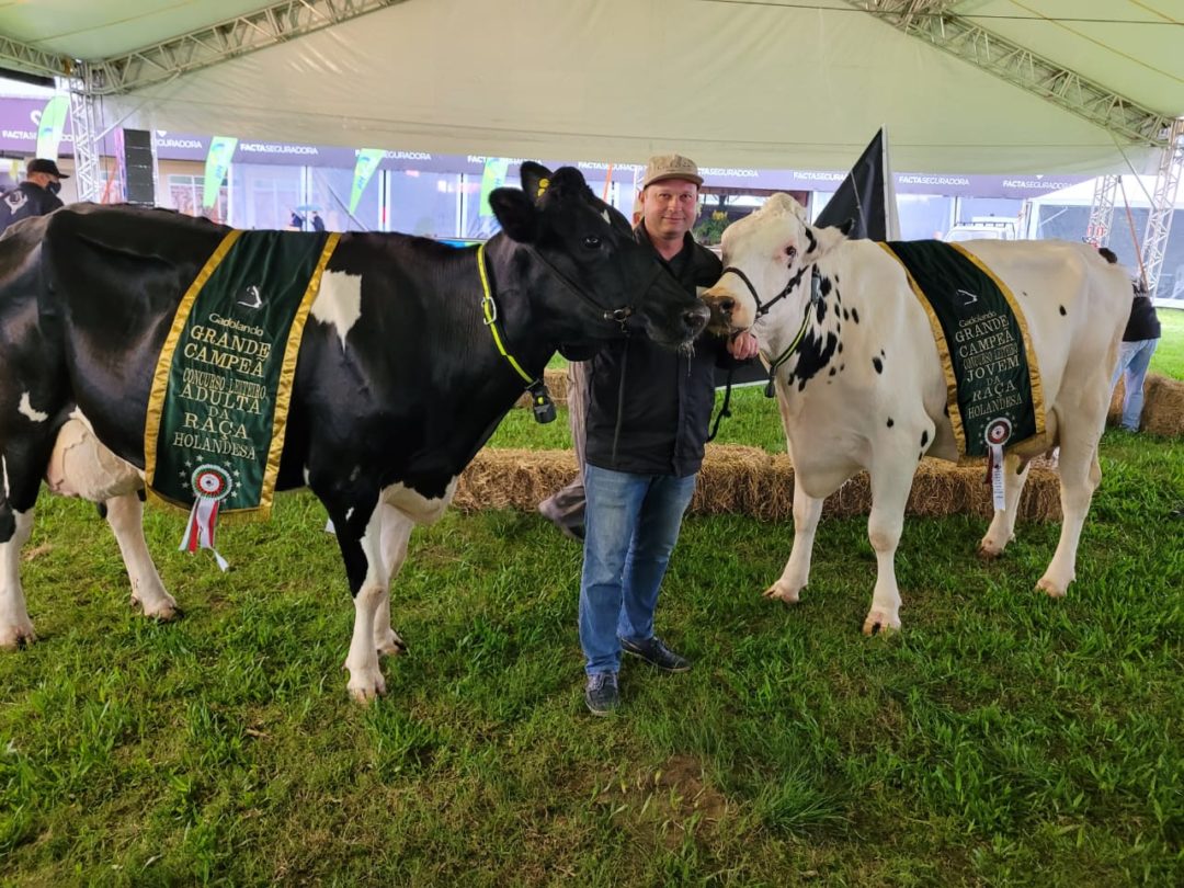 Granja Cichelero leva prêmio de melhor vaca leiteira da Expointer Apil